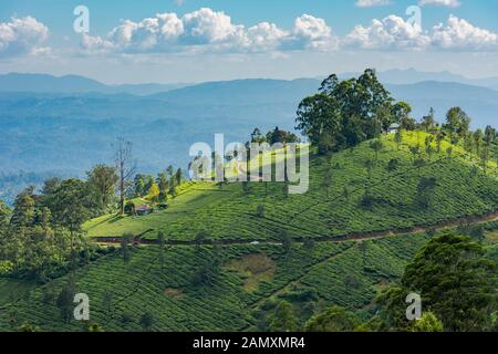 Scenic view over tea plantation and mountain landscape near Munnar in Kerala, South India on sunny day Stock Photo