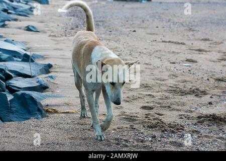 White and brown Indian Puppy, wild stray street dog mongrel walking at a pebble beach. Close up. Portrait. Animal Rescue And Care background theme. In Stock Photo