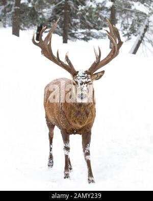 Red deer stag with large antlers isolated on white background walking through the winter snow in Canada Stock Photo
