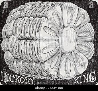 Annual catalogue of Schwill's sure seeds . Schwills Prize Medal Corn Schwills Prize Medal—Very long, broad, deep white grains,with immense ears. On good land will make 60 to 75 bush-els to the acre. A Southern variety; a vigorous rank grow-er, and on account of the size of ears and grain will winprize anywhere. Qt., 35c; 4 qts., 85c; pk., $1.50, parcel postpaid. By freight, not prepaid, 4 qts., 60c; pk., $1.00; bu.,$3.00.. Hickory King—100 days. The cob is so small and the grainis so large that when an ear is broken in half one grainwill cover the entire end of cob. Nearly all of the stalksbea Stock Photo