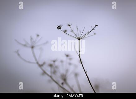 Natural background with dry flowers in cold violet fog. Stock Photo