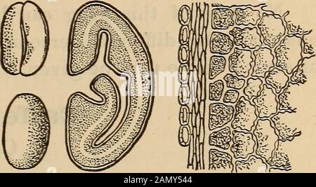 A companion to the United States pharmacopia; . her fatty acids. Medicinal Uses.—Butter may be given in large quantities incases in which cod-liver oil is indicated but cannot be tolerated by thestomach. Cadmium. Cadmium. A metal sometimes accompanying zinc in the ores. It is tin white,malleable, soluble in nitric acid. Its salts are generally white. Thechloride, iodide, and sulphate are soluble salts. Cadmii Iodidum. Iodide of Cadmium. White, handsome, pearly, scale-like crystals, soluble in somewhatmore than their own weight of water, and also soluble in alcohol. CADMII IODIDI UNGUENTUM. Oin Stock Photo