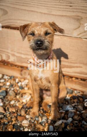 Border Terrier Puppy Dog Stock Photo Alamy
