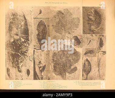 Neues Jahrbuch für Mineralogie, Geologie and Paläontologie . ^5. Pinus confj6. Unbestiram1. Taf. V.  Stock Photo