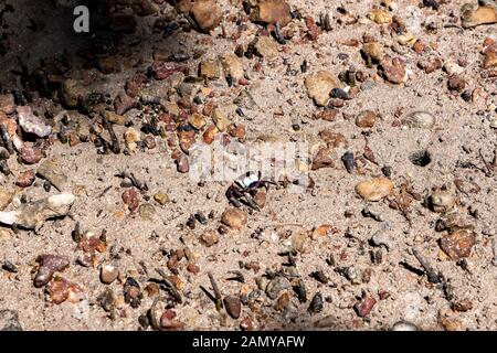 Crabs coming out of their homes on a mud sand beach in Krabi, Thailand. Stock Photo