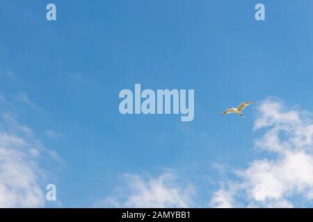 A seagull flying against blue sky and white clouds. Free bird freedom concept. There's copy space for text. Stock Photo