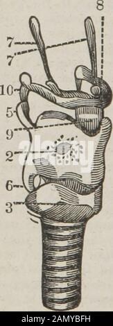 The dissector's guide, or, Student's companion : illustrated by numerous woodcuts, clearly exhibiting and explaining the dissection of every part of the human body . pon the surface of the os coccygis, where it unites intoan arch with its fellow of the opposite side. In the loins, it forms gan-glia similar to those in the thorax, each of which is connected behind bytwo or three long slender branches to the roots of the lumbar nerves,and before, by other slender nerves, to the aortic plexus. In the pelvisalso it forms ganglia, which are connected to the sacral nerves on oneside, and to the grea Stock Photo