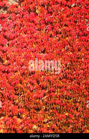 Red Discolored leaves of wild wine (Vitis vinifera subsp. Sylvestris) on a house wall in autumn, Germany, Europe Stock Photo