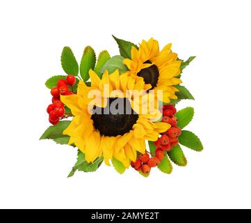 Decorative sunflowers and riwan berries in a beautiful autumn arrangement isolated on white background. Stock Photo