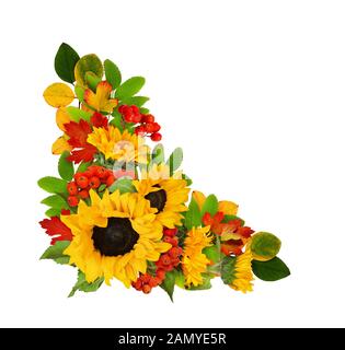 Decorative sunflowers and rowan berries in a beautiful autumn corner arrangement isolated on white. background. Stock Photo