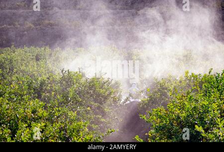 Farmer driving tractor spraying pesticide and insecticide on lemon plantation in Spain. Weed insecticide fumigation. Organic ecological agriculture. A Stock Photo
