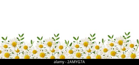 Daisy flowers and green grass in a border arrangement isolated on white background Stock Photo