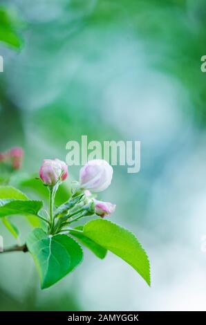 Apple tree blossom closeup view on blurred background Stock Photo