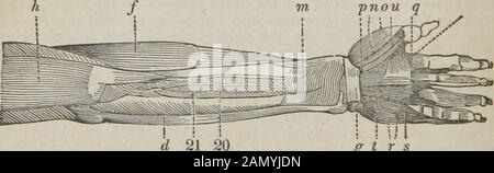 The dissector's guide, or, Student's companion : illustrated by numerous woodcuts, clearly exhibiting and explaining the dissection of every part of the human body . wrist, where itdivides into branches which are situated behind the aponeurosis palmarisand superficial arch of the arteries. The principal branches in the palmcome off in three divisions, from which seven nerves of considerablesize are distributed to the thumb and fingers. Of these, two go to thethumb, and one to the radial side of the fore finger ; the rest come offfrom two forked trunks, near the heads of the metacarpal bones, a Stock Photo