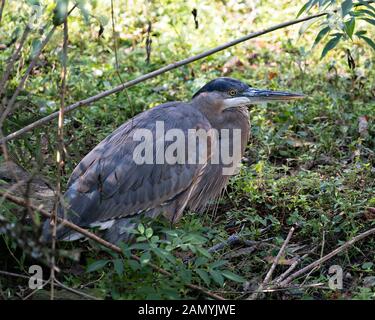 Bleu Heron bird resting in its environment Stock Photo - Alamy