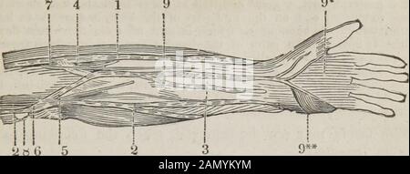 The dissector's guide, or, Student's companion : illustrated by numerous woodcuts, clearly exhibiting and explaining the dissection of every part of the human body . arteries. Should the brachialbe secured, the circulation will be carried on by the pro-funda artery anastomosing with the recurrent of the ulnarand radial ; and should the brachial artery be secured abovethe origin of the profunda, then the circulation will becarried on by the anastomosing branches of the profunda,which unite with the articular and scapular arteries of theshoulder-joint. The dissector, after having completely unde Stock Photo