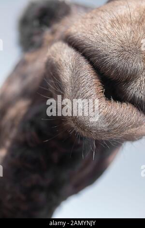 Extrem closeup of a camel mouth. Shallow depth of field. Stock Photo