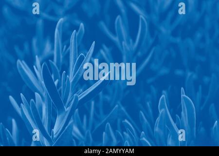 Abstract gradient classic blue background with succulent plant pattern Stock Photo
