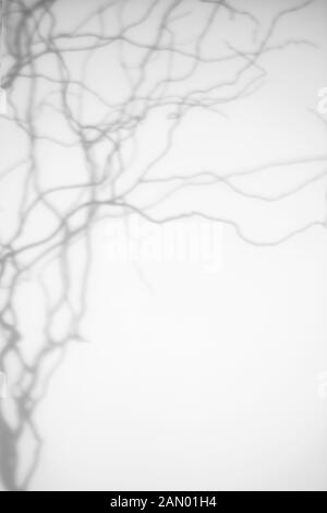 shadows of the tree branches on a white wall Stock Photo