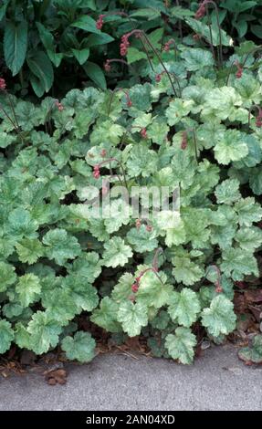 HEUCHERA SANGUINEUM FROSTY   CORAL BELLS Stock Photo