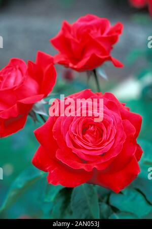 ROSA ALEC''S RED HYBRID TEA   ROSE Stock Photo