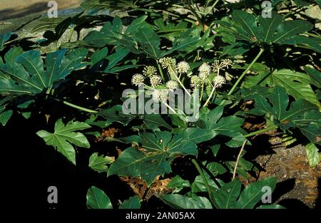 FATSIA JAPONICA Stock Photo