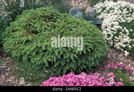 PICEA ABIES LITTLE GEM   PINACEAE   NORWAY SPRUCE   CONIFER   WHOLE TREE Stock Photo