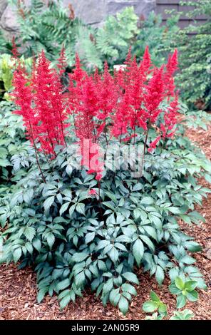 ASTILBE X ARENDSII ''FANAL''   AGM Stock Photo
