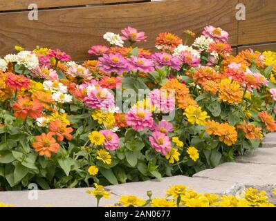 ZINNIA ELEGANS MIX Stock Photo