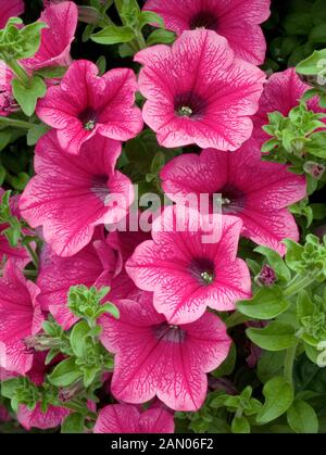 PETUNIA SURFINIA ROSE VEINED Stock Photo