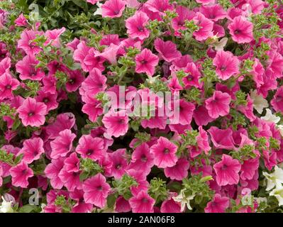 PETUNIA SURFINIA ROSE VEINED Stock Photo