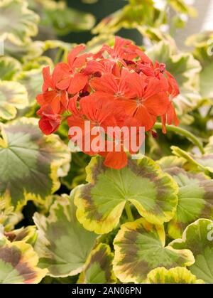 PELARGONIUM MRS. POLLOCK Stock Photo