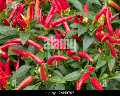 CAPSICUM ANNUUM CHILLY CHILI Stock Photo