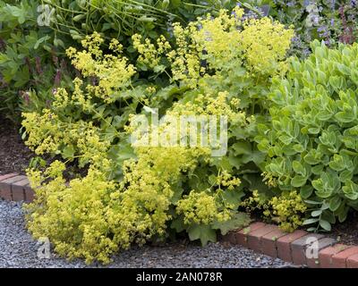 ALCHEMILLA MOLLIS AUSLESE Stock Photo