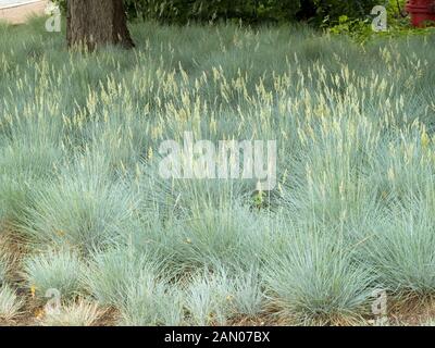 FESTUCA 'ELIJAH BLUE' Stock Photo