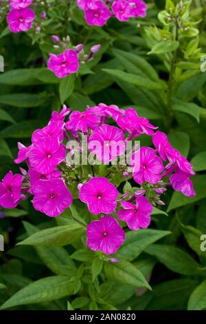 PHLOX PANICULATA 'PURPLE FLAME' Stock Photo