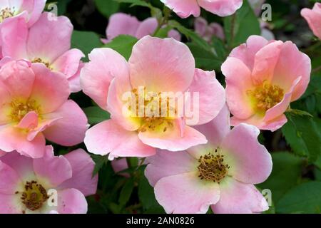 ROSA 'RAINBOW KNOCK OUT'  (ROSE 'RAINBOW 'KNOCK OUT')  LIGHT PINK FORM. (SYN. ROSA 'RADCOR') Stock Photo