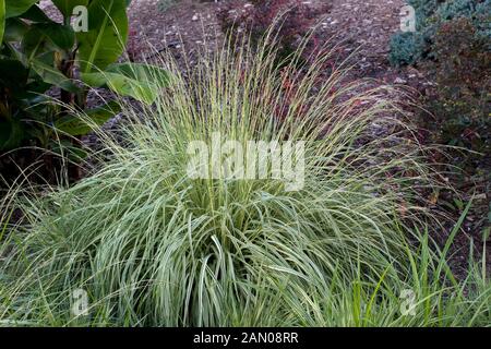 MOLINIA CAERULEA VARIEGATA Stock Photo