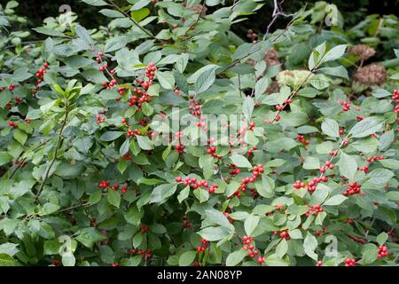 ILEX VERTICILLATA RED SPRITE Stock Photo