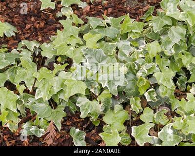 HEDERA HELIX GLACIER Stock Photo