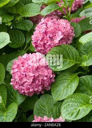 HYDRANGEA MACROPHYLLA GLOWING EMBERS Stock Photo