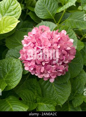 HYDRANGEA MACROPHYLLA GLOWING EMBERS Stock Photo