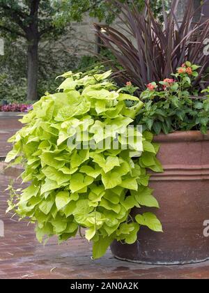 IPOMOEA BATATAS MARGARITA Stock Photo