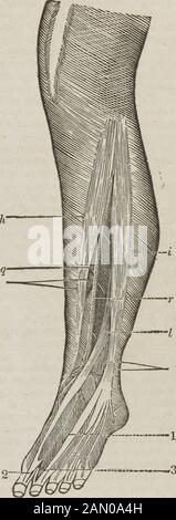 The dissector's guide, or, Student's companion : illustrated by numerous woodcuts, clearly exhibiting and explaining the dissection of every part of the human body . arterymay be said to pass between thehead or origin of this muscle. Theartery then runs down close uponthe middle of the interosseous liga-ment, between the tibialis anticusand extensor proprius pollicis; be-low the middle of the leg, it leavesthe interosseous ligament, and passesgradually more forwards; it crossesunder the tendon of the extensorproprius pollicis, and is then situ-ated between that tendon and thetendon of the exte Stock Photo