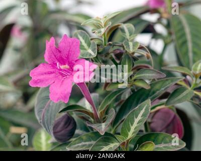 RUELLIA MAKOYANA Stock Photo