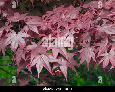 ACER PALMATUM BLOODGOOD LEAVES Stock Photo