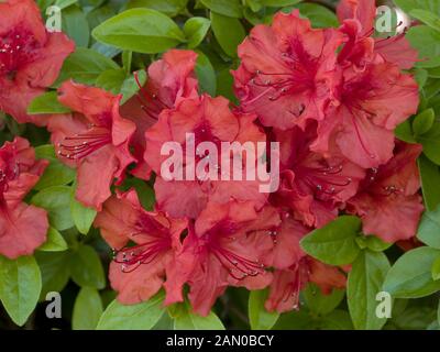 AZALEA GIRARD'S HOT SHOT Stock Photo - Alamy