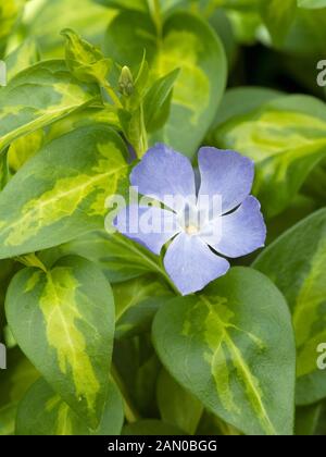 VINCA MAJOR MACULATA VARIEGATA Stock Photo