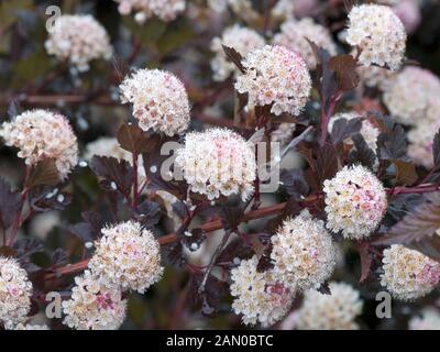 PHYSOCARPUS OPULIFOLIUS SEWARD SUMMER WINE Stock Photo