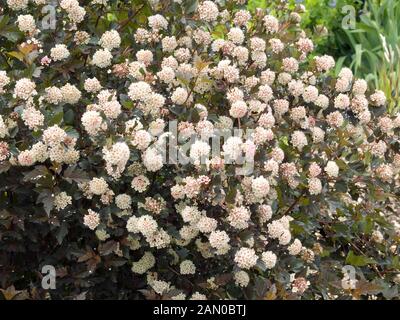 PHYSOCARPUS OPULIFOLIUS SUMMER WINE Stock Photo